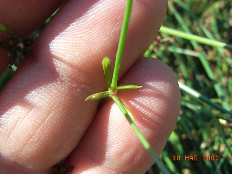 Rubiacea - Galium debile